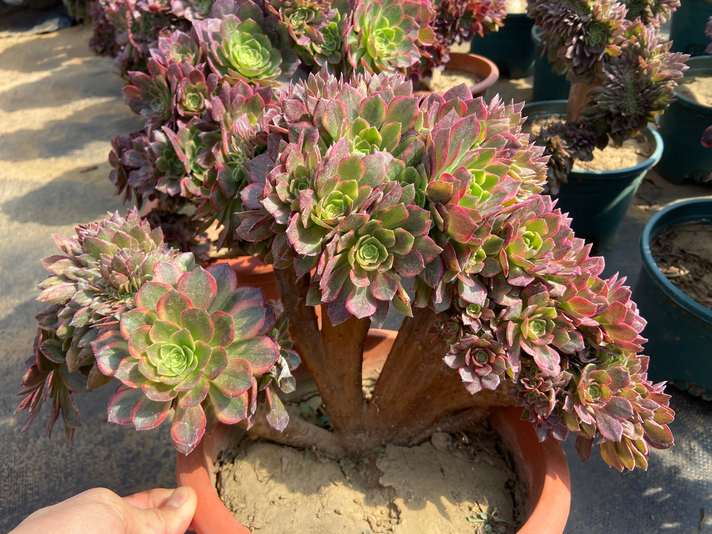 Aeonium Halloween yellow variegated crested