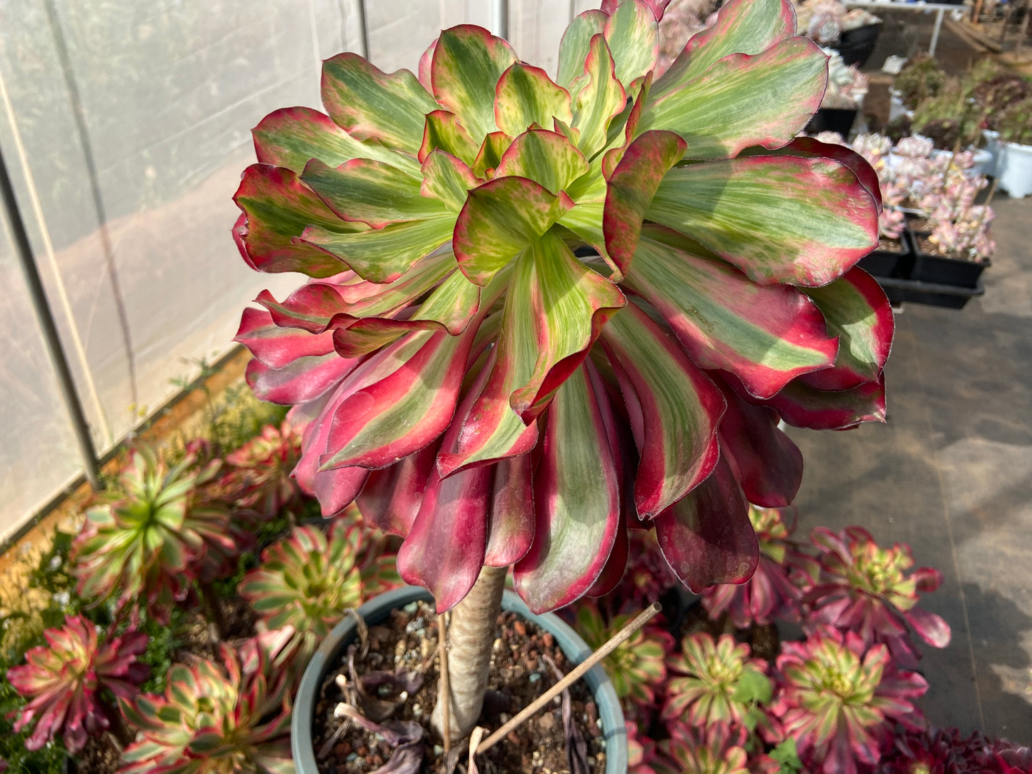 Aeonium Voodoo variegated