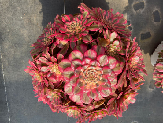 Aeonium Moonlight vartiegated