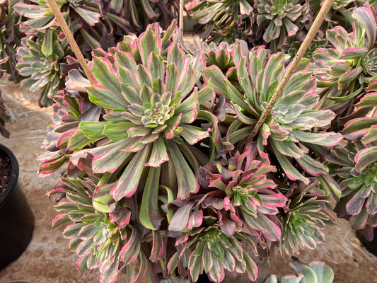 Aeonium Genesis variegated