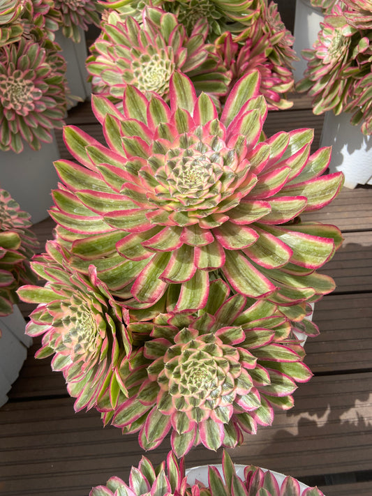 Aeonium Candy Genesis variegated