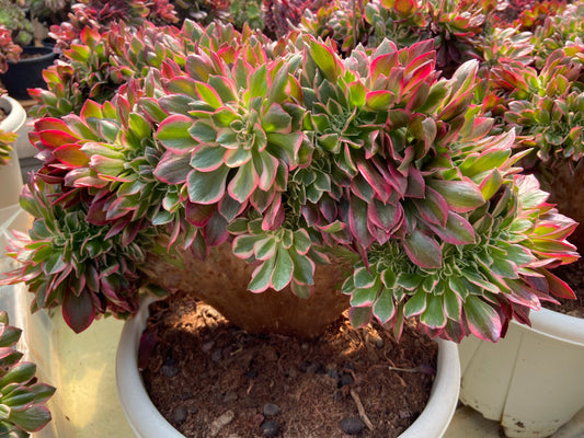 Aeonium pink lady variegated crested