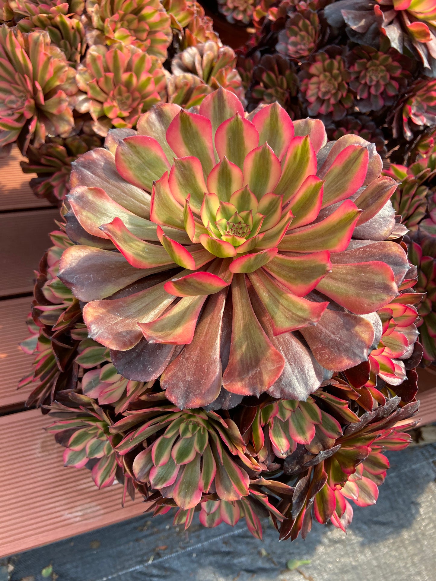 Aeonium pink  shine variegated