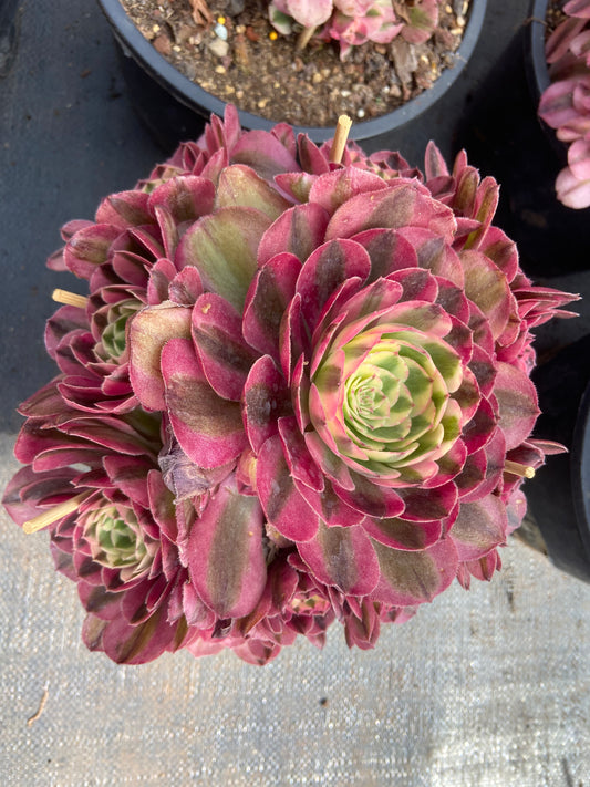 Aeonium Halloween red variegated