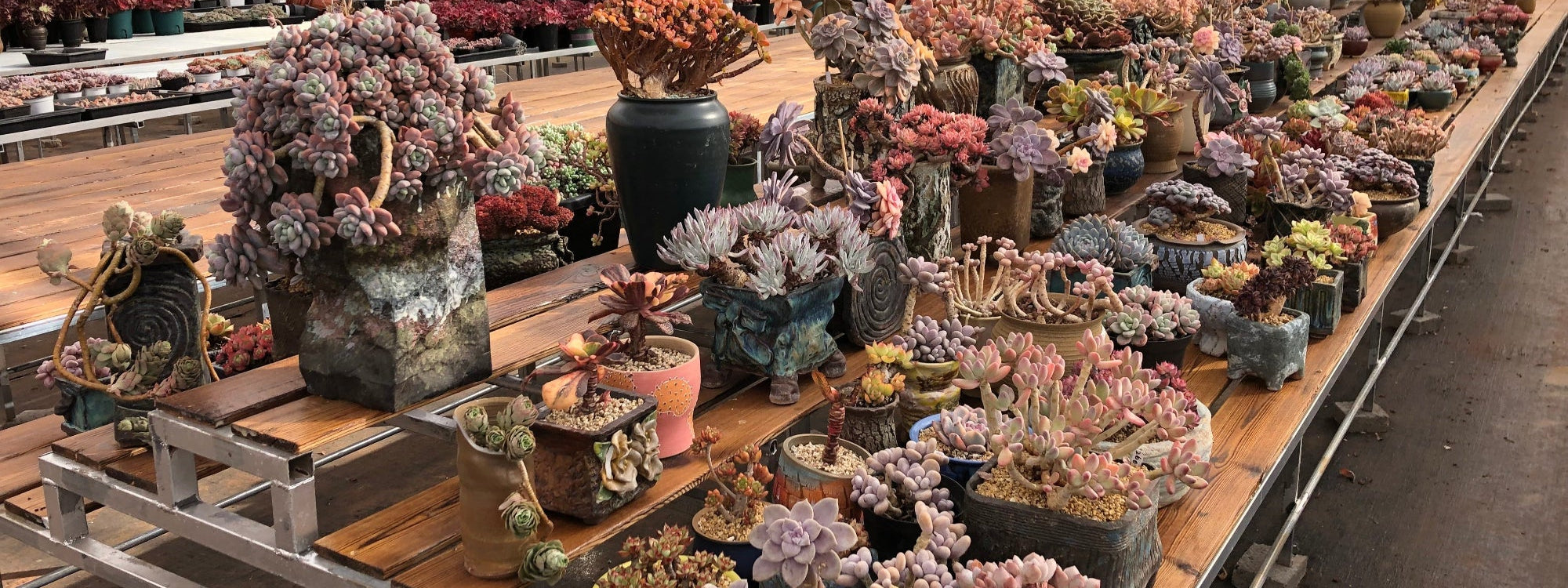 Succulent Wholesaler