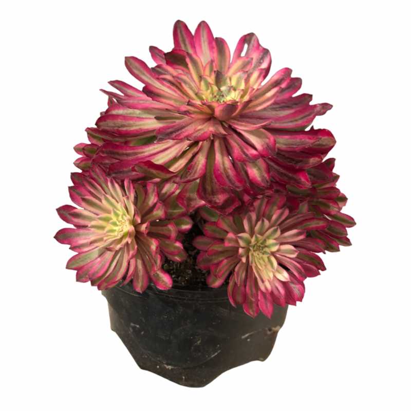 A1-1 TaoSucculent