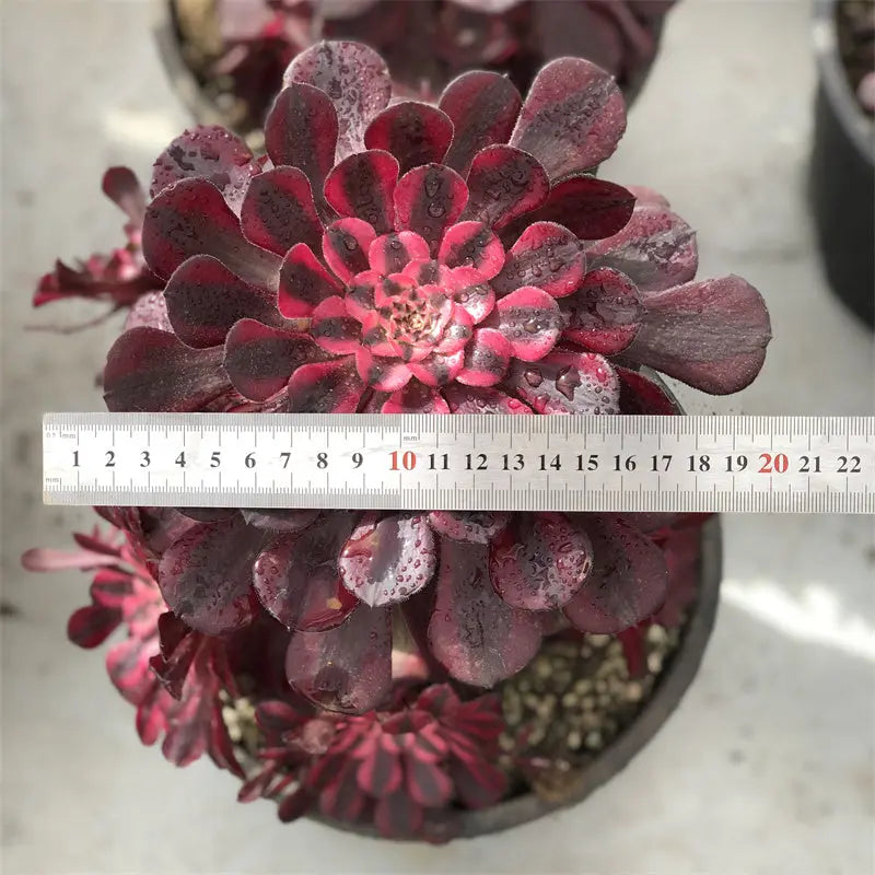 A1-2 TaoSucculent