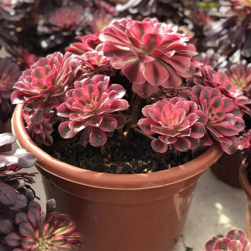 A1-3 TaoSucculent