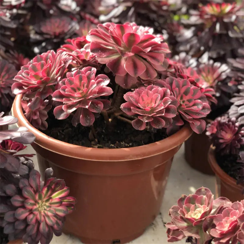 A1-3 TaoSucculent