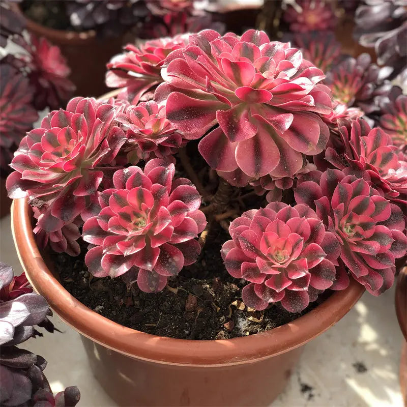 A1-3 TaoSucculent