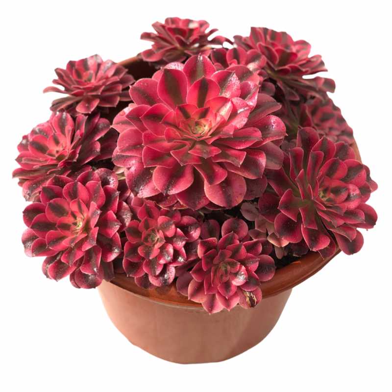 A1-3 TaoSucculent