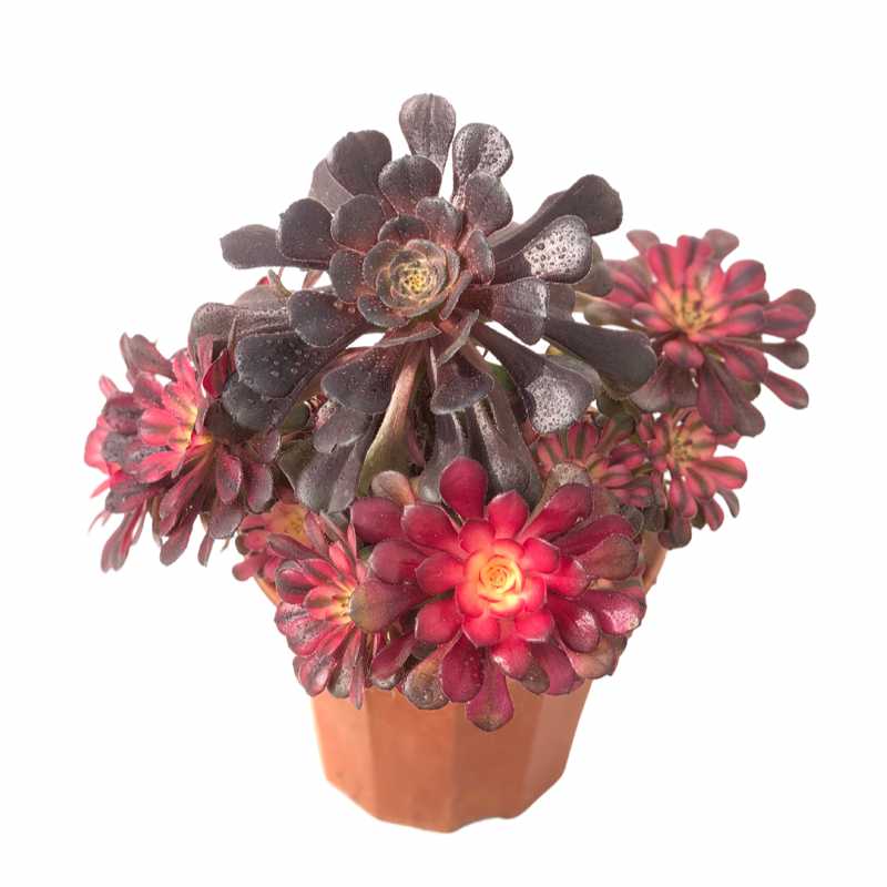 A1-6 TaoSucculent