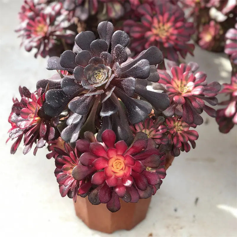 A1-6 TaoSucculent