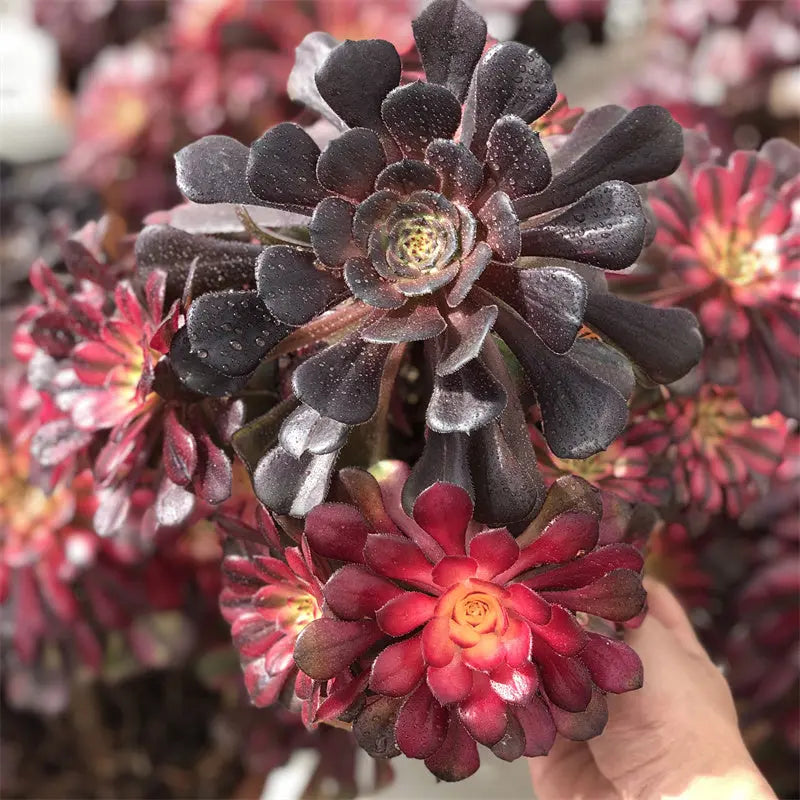 A1-6 TaoSucculent