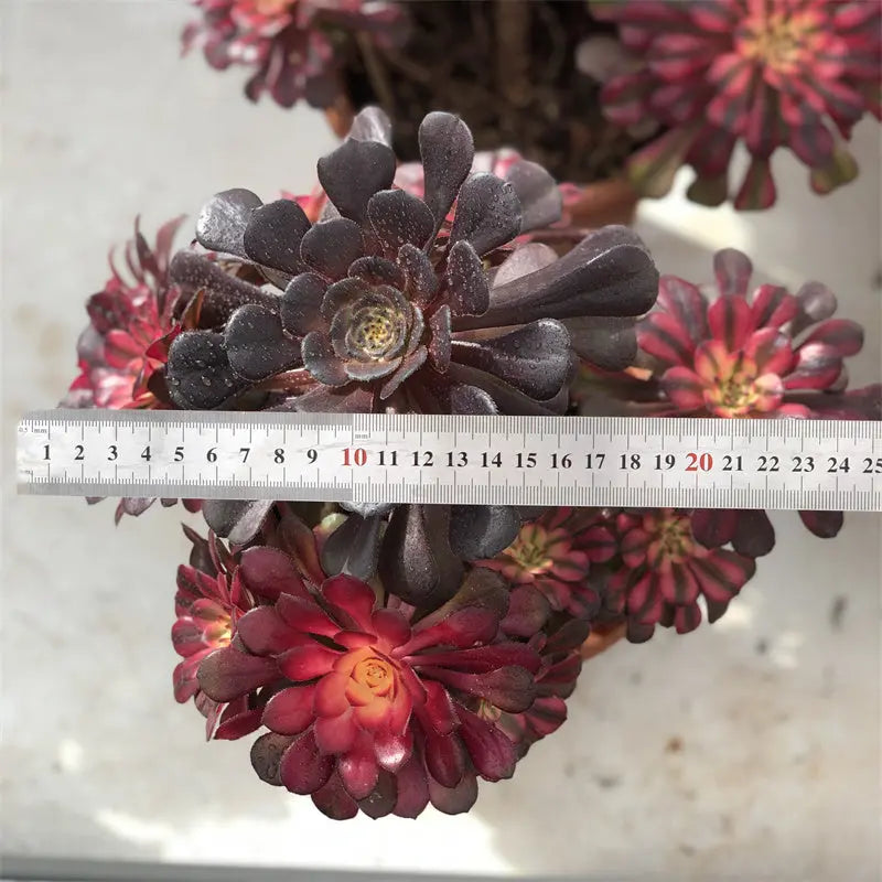 A1-6 TaoSucculent