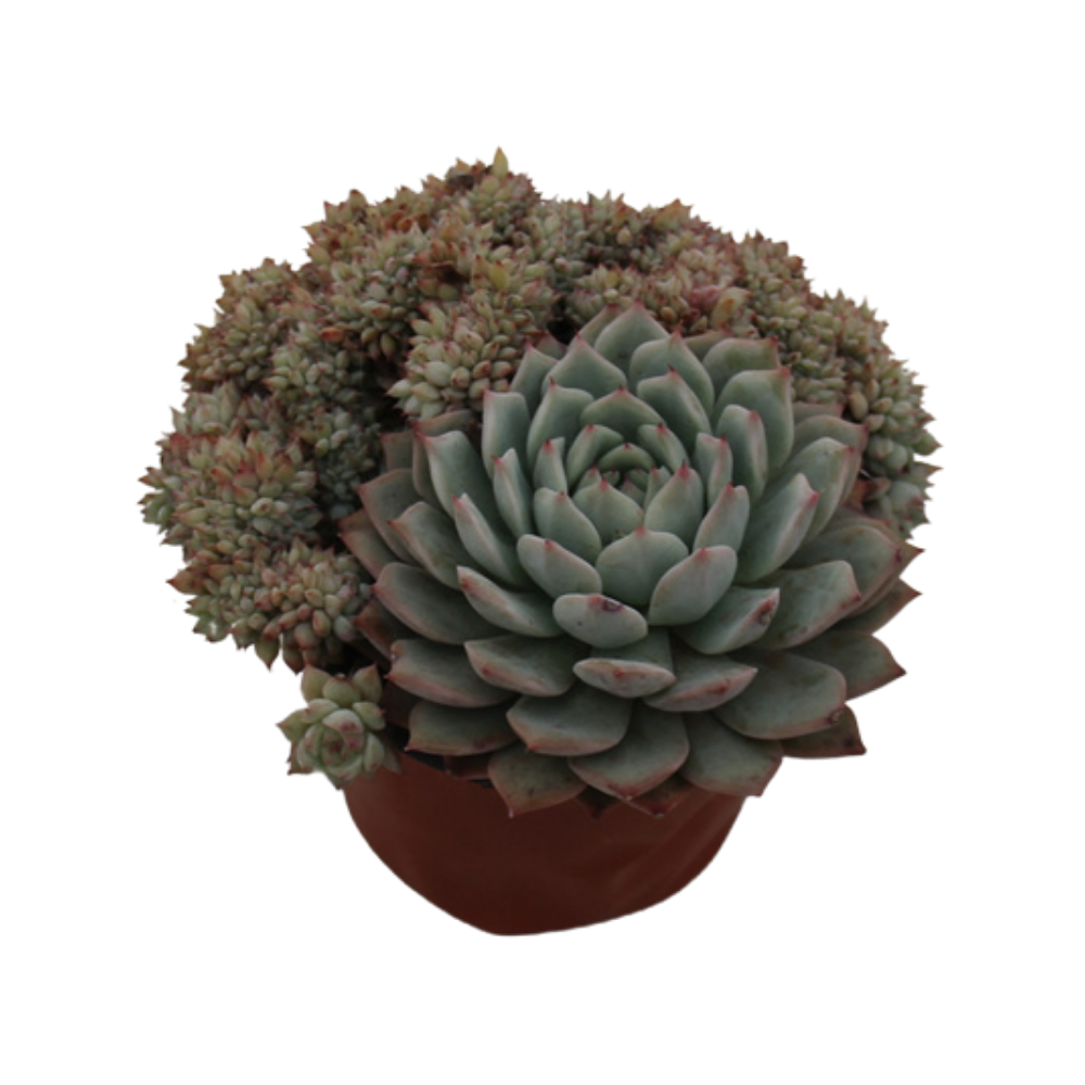 Echeveria Tibby crested Succulents TaoSucculent