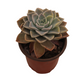 Echeveria Harry Watson variegated Succulents TaoSucculent