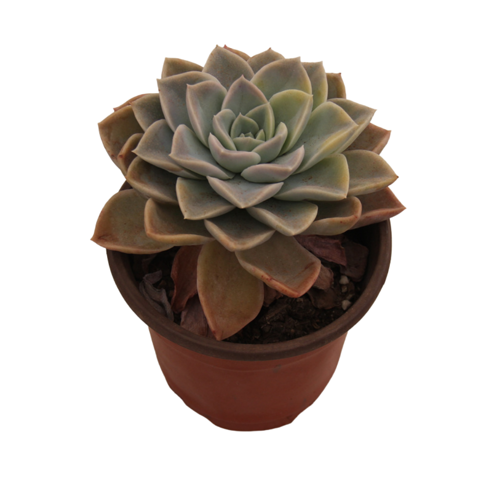 Echeveria Harry Watson variegated Succulents TaoSucculent