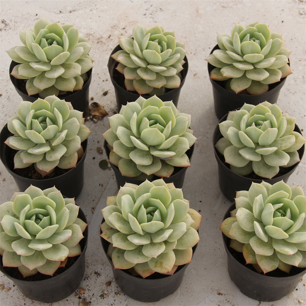 Echeveria love song Succulents TaoSucculent