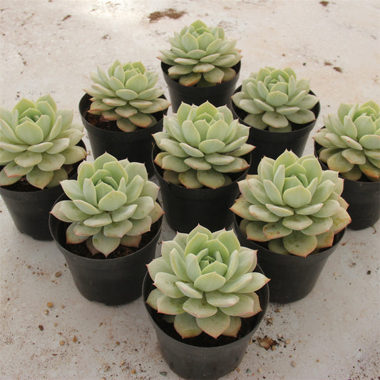 Echeveria love song Succulents TaoSucculent