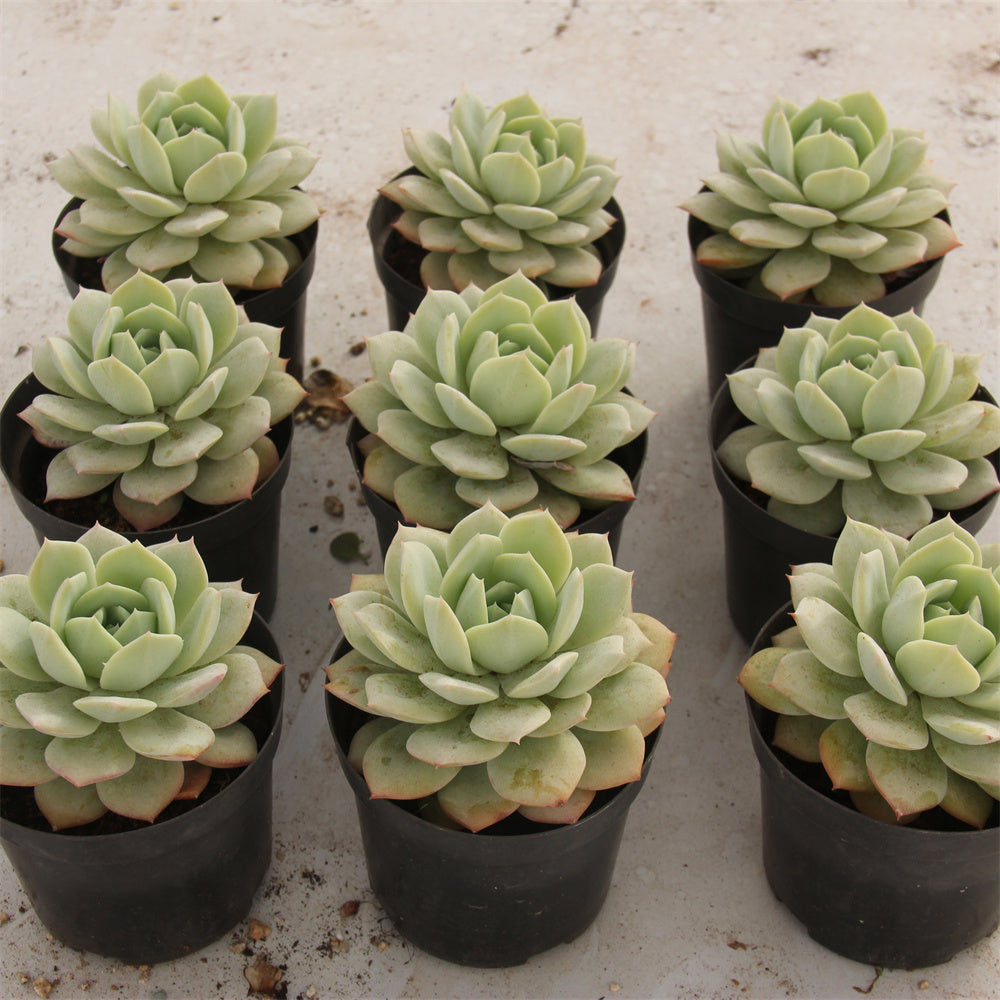 Echeveria love song Succulents TaoSucculent