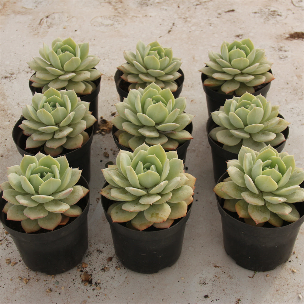 Echeveria love song Succulents TaoSucculent