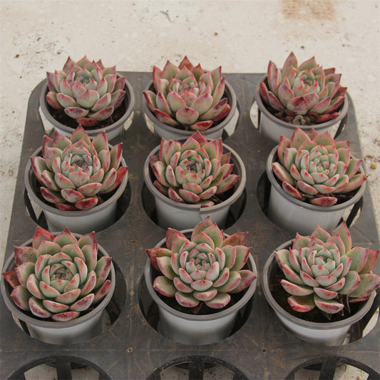 Echeveria LA TANG Succulents TaoSucculent