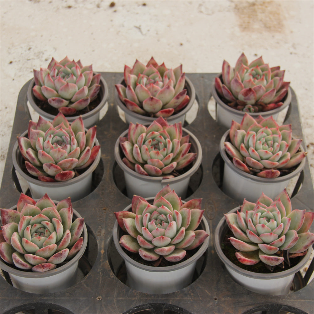 Echeveria LA TANG Succulents TaoSucculent