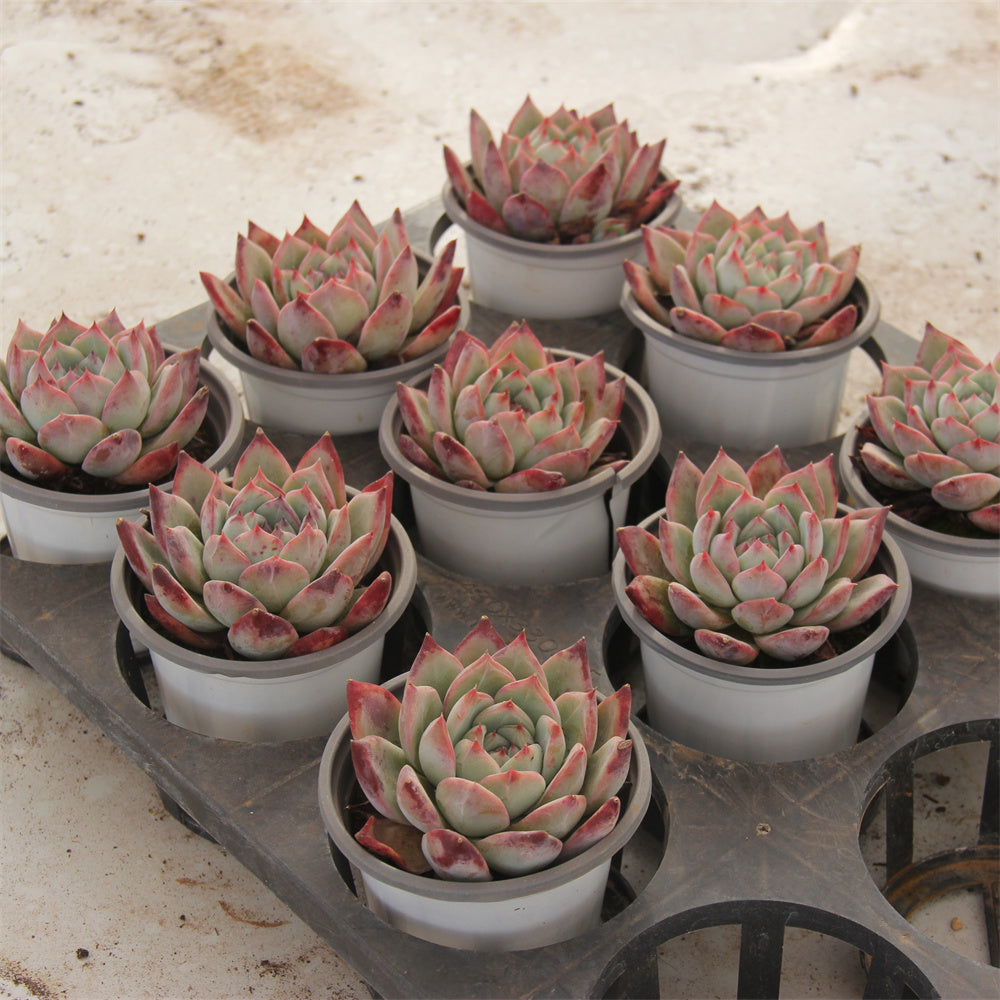 Echeveria LA TANG Succulents TaoSucculent