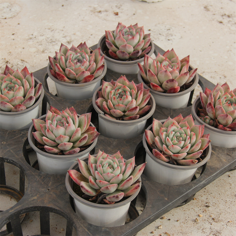 Echeveria LA TANG Succulents TaoSucculent