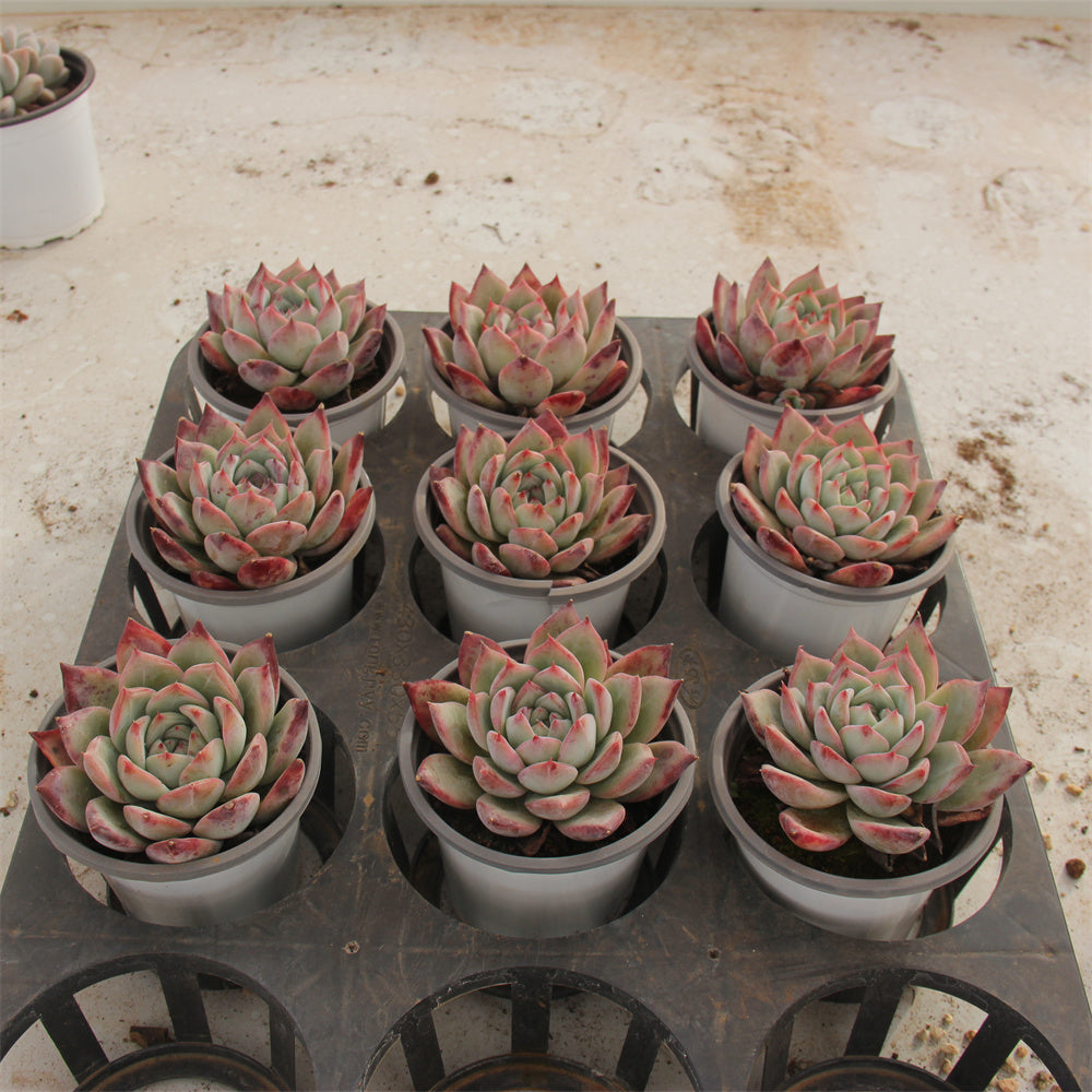 Echeveria LA TANG Succulents TaoSucculent