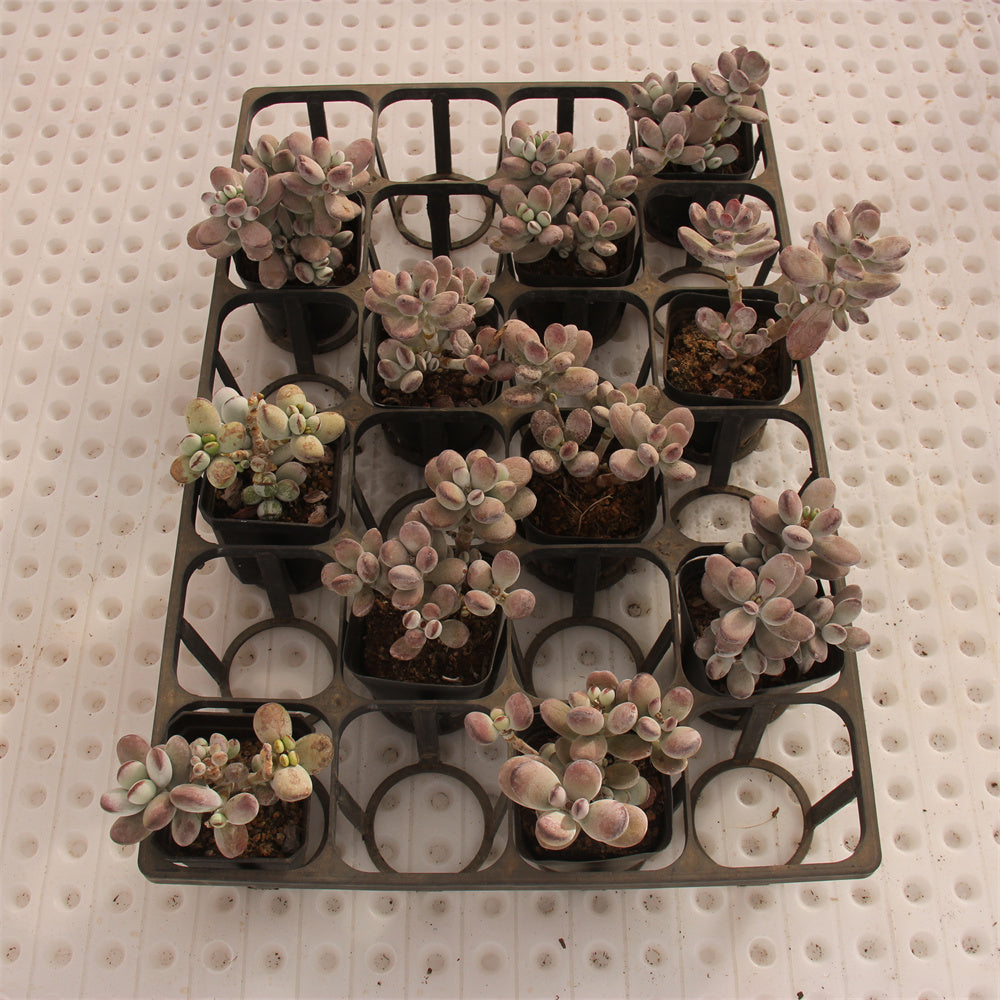 Cotyledon orbiculata 'Oophylla' Succulents TaoSucculent