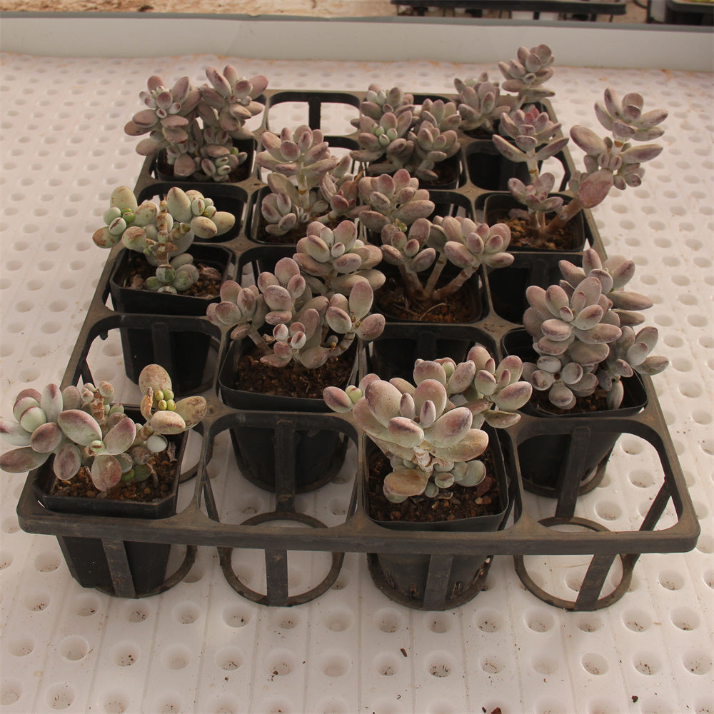 Cotyledon orbiculata 'Oophylla' Succulents TaoSucculent