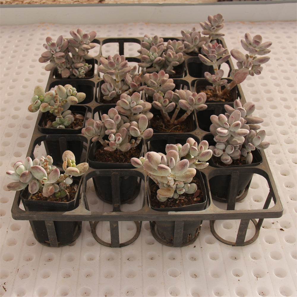 Cotyledon orbiculata 'Oophylla' Succulents TaoSucculent