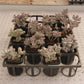 Cotyledon orbiculata 'Oophylla' Succulents TaoSucculent