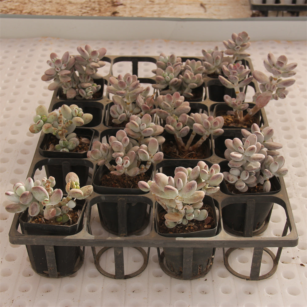 Cotyledon orbiculata 'Oophylla' Succulents TaoSucculent