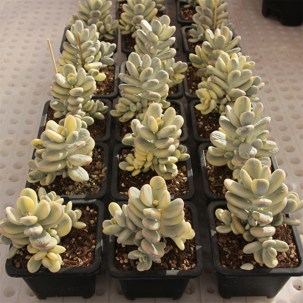 Cotyledon orbiculata 'Oophylla' variegated Succulents TaoSucculent