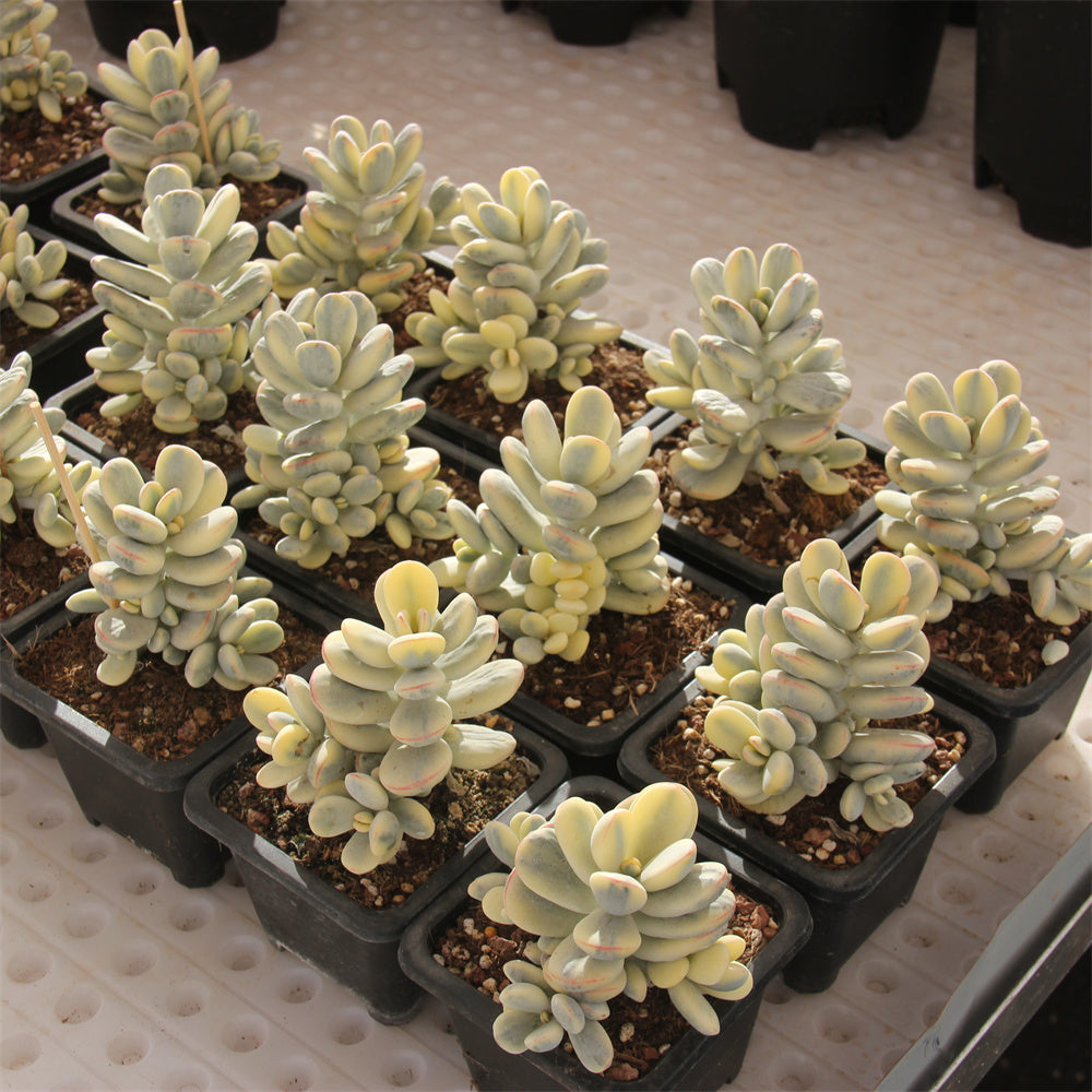 Cotyledon orbiculata 'Oophylla' variegated Succulents TaoSucculent