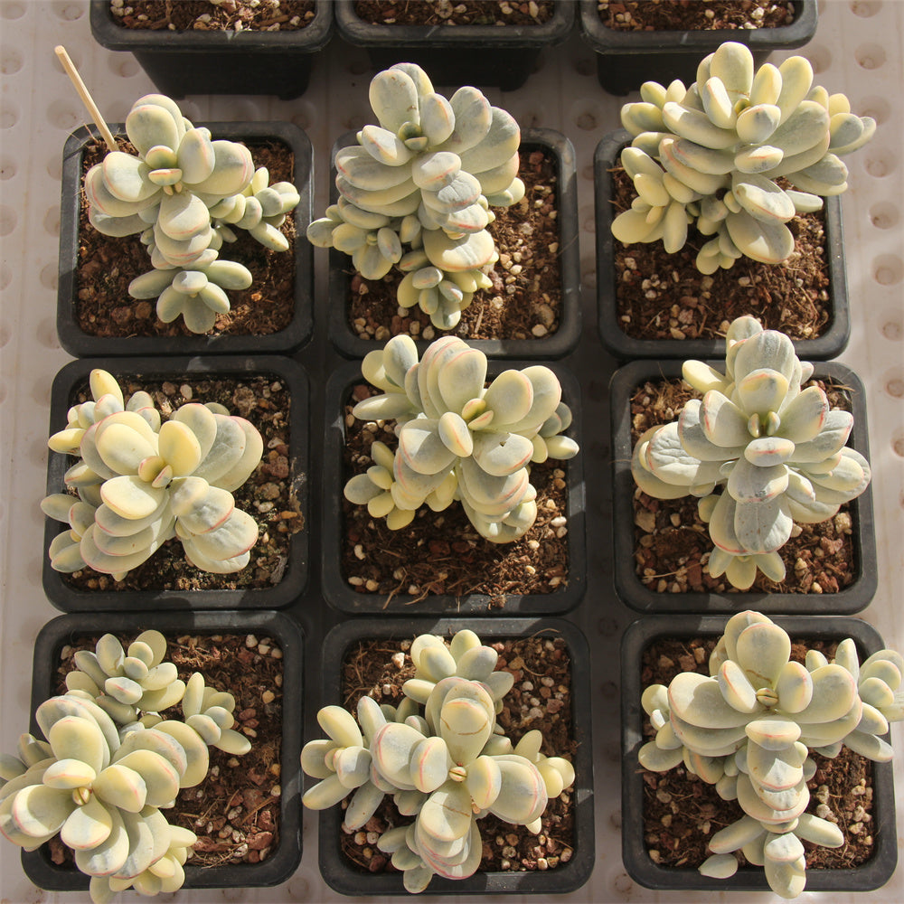 Cotyledon orbiculata 'Oophylla' variegated Succulents TaoSucculent