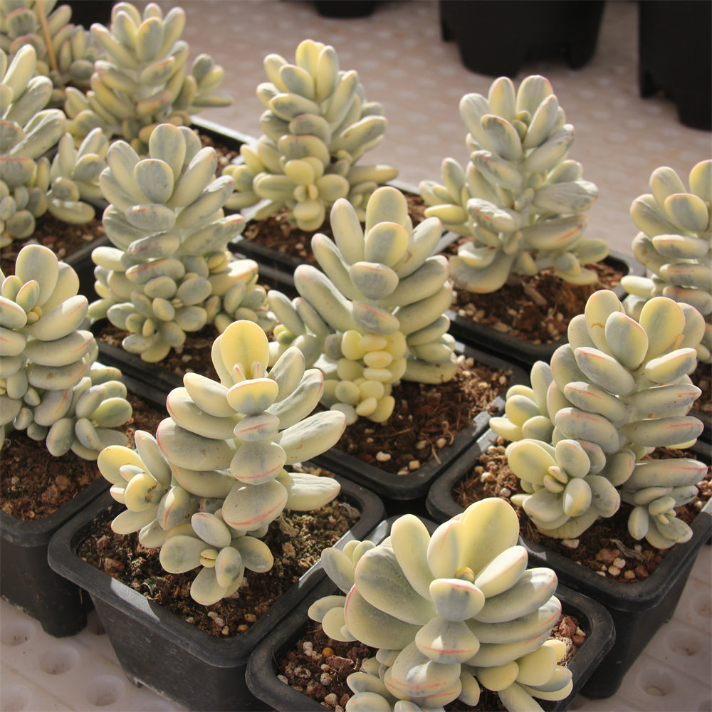 Cotyledon orbiculata 'Oophylla' variegated Succulents TaoSucculent