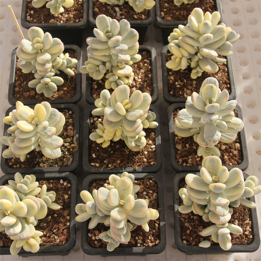 Cotyledon orbiculata 'Oophylla' variegated Succulents TaoSucculent