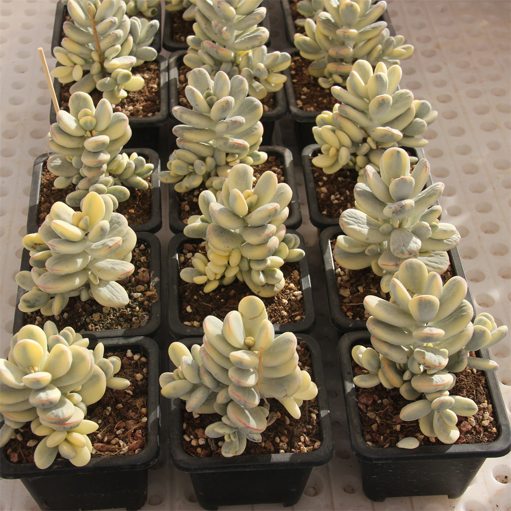 Cotyledon orbiculata 'Oophylla' variegated Succulents TaoSucculent