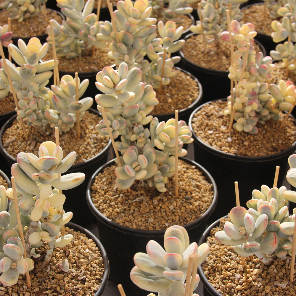 Cotyledon orbiculata 'Oophylla' variegated Succulents TaoSucculent