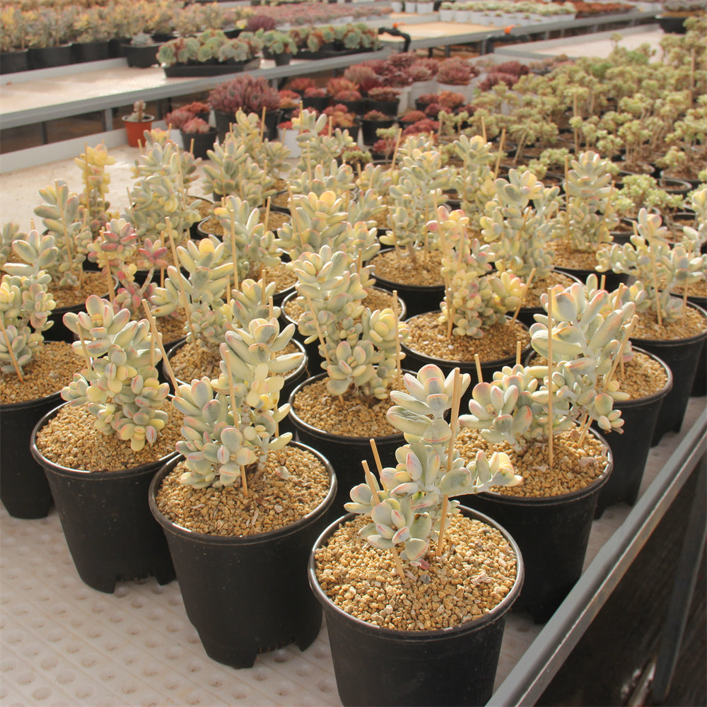 Cotyledon orbiculata 'Oophylla' variegated Succulents TaoSucculent