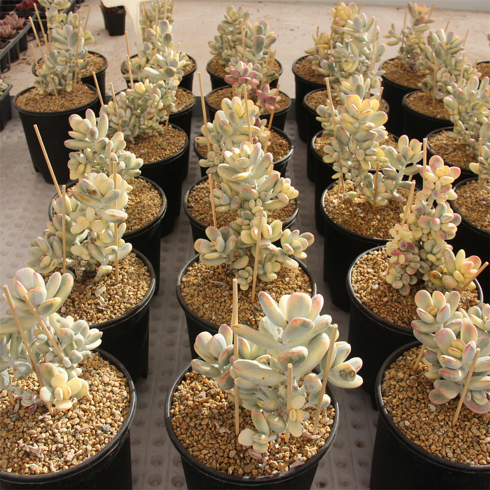 Cotyledon orbiculata 'Oophylla' variegated Succulents TaoSucculent