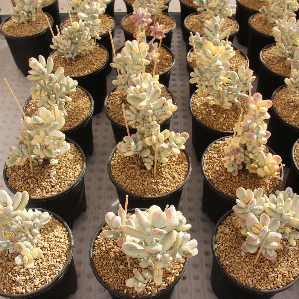 Cotyledon orbiculata 'Oophylla' variegated Succulents TaoSucculent