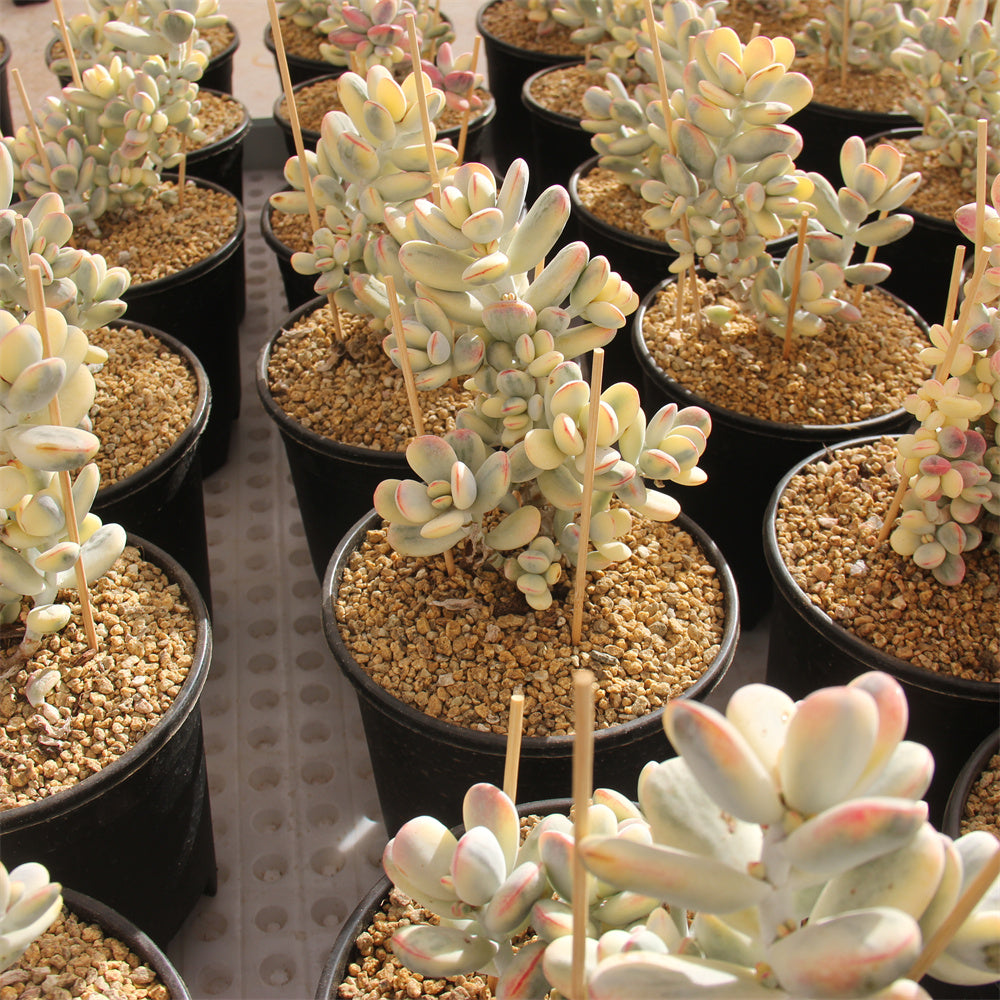 Cotyledon orbiculata 'Oophylla' variegated Succulents TaoSucculent