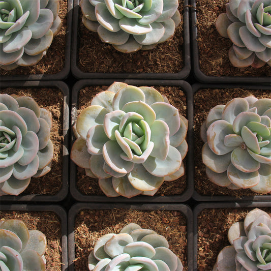 Echeveria Cream tea Succulents TaoSucculent