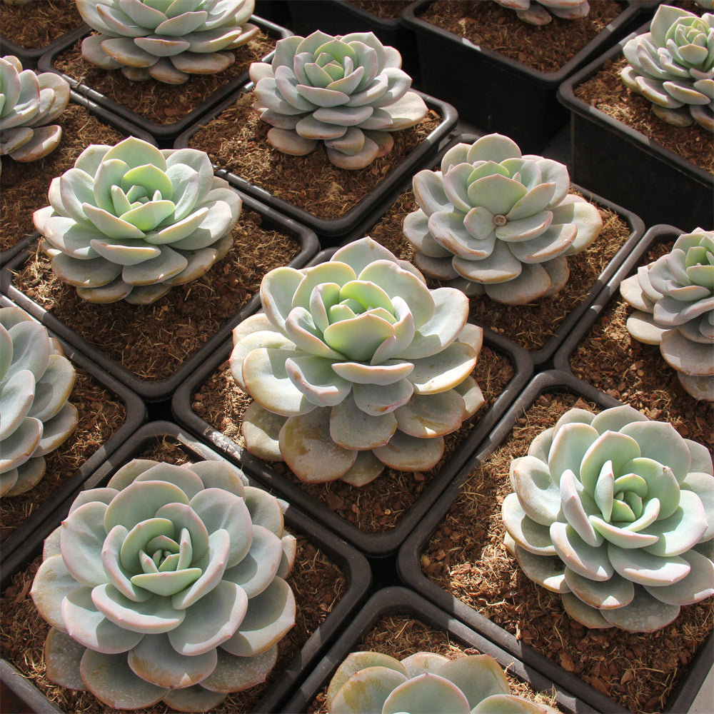 Echeveria Cream tea Succulents TaoSucculent