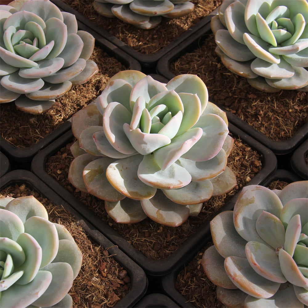 Echeveria Cream tea Succulents TaoSucculent